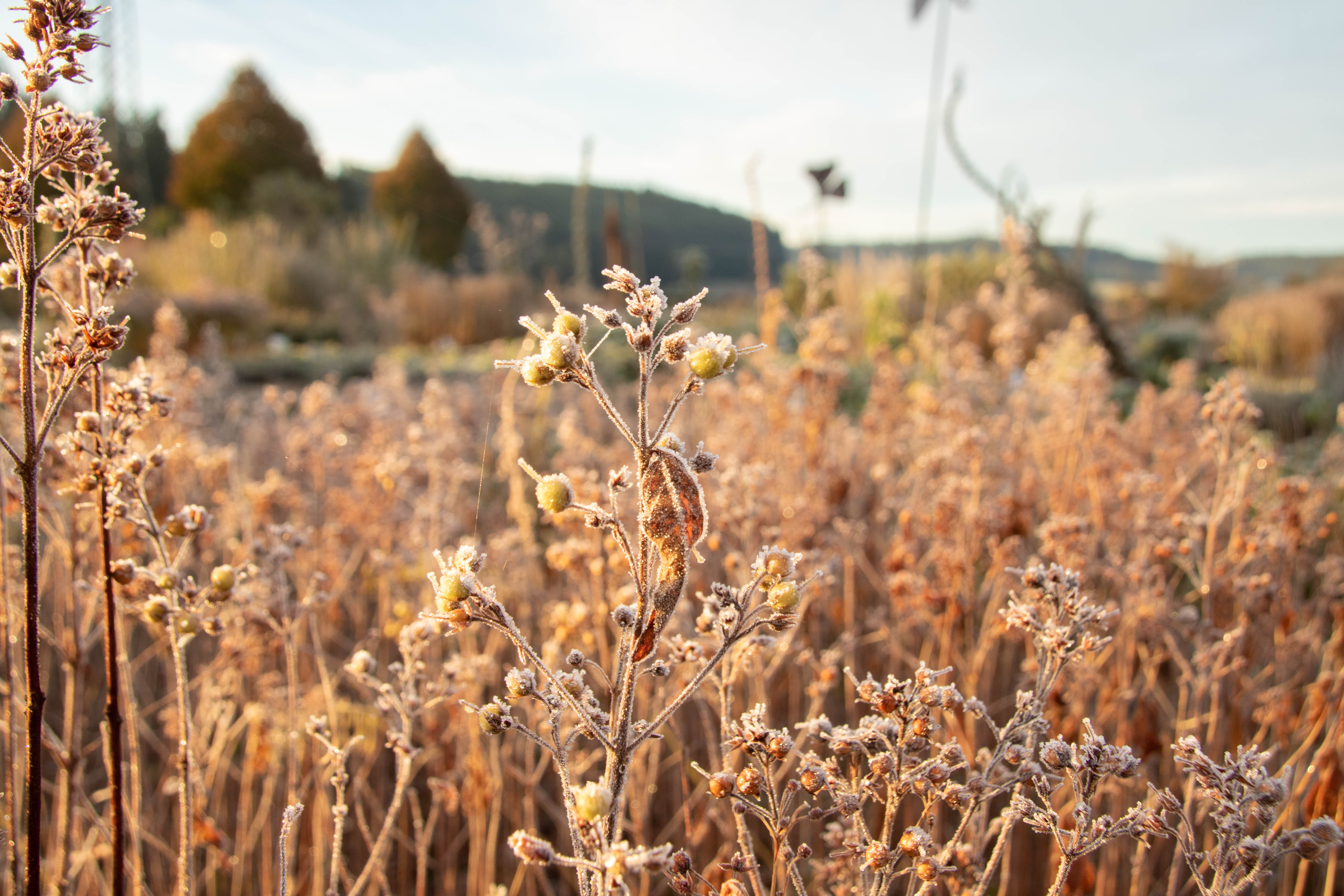Nahaufnahme von herbstlichen, mit Raureif bedeckten Wildpflanzen auf einer Wiese in sanftem Morgenlicht, mit unscharfem Hintergrund aus Bäumen und Hügeln.